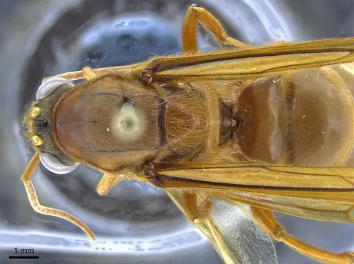 Labidus praedator - CASENT0650510