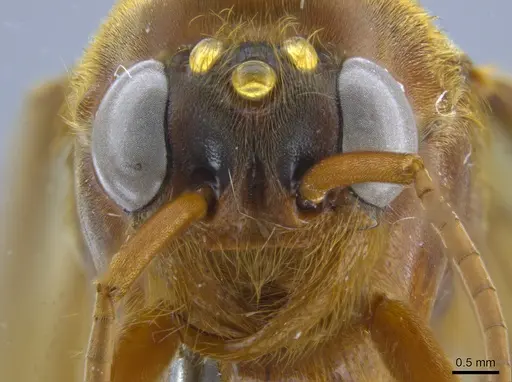 Labidus praedator - CASENT0650510