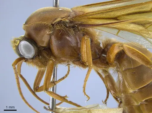 Labidus praedator - CASENT0650510