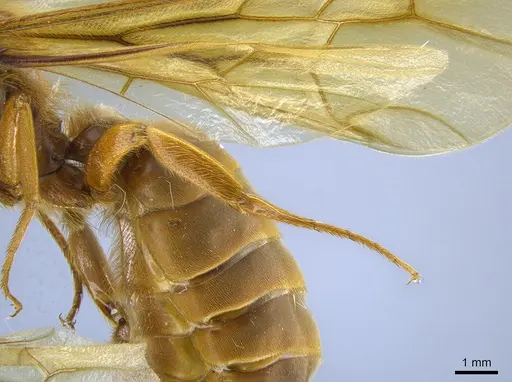 Labidus praedator - CASENT0650510