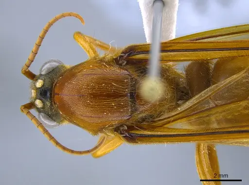 Labidus praedator - CASENT0651446