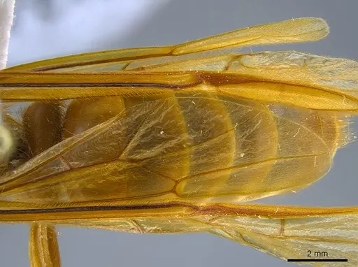 Labidus praedator - CASENT0651446