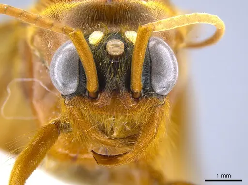 Labidus praedator - CASENT0651446