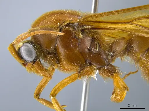 Labidus praedator - CASENT0651446