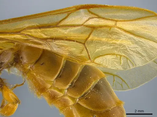 Labidus praedator - CASENT0651446