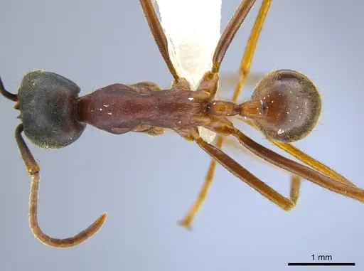 Labidus praedator - CASENT0651447