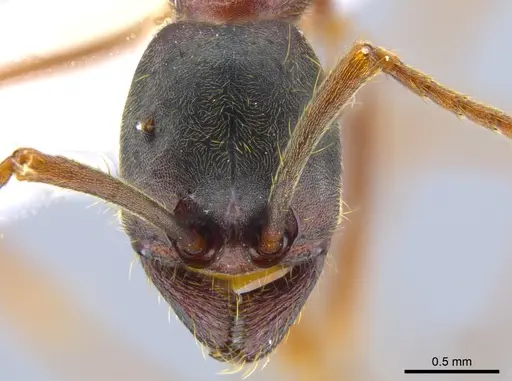 Labidus praedator - CASENT0651447