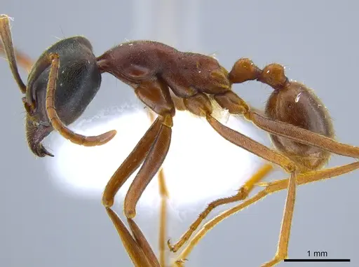 Labidus praedator - CASENT0651447