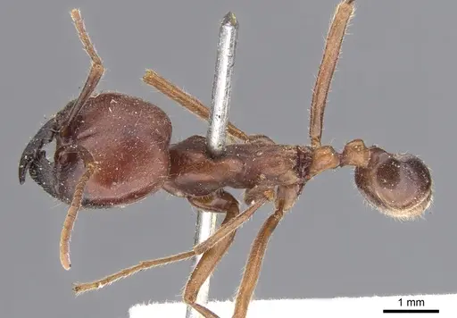 Labidus praedator - CASENT0902656