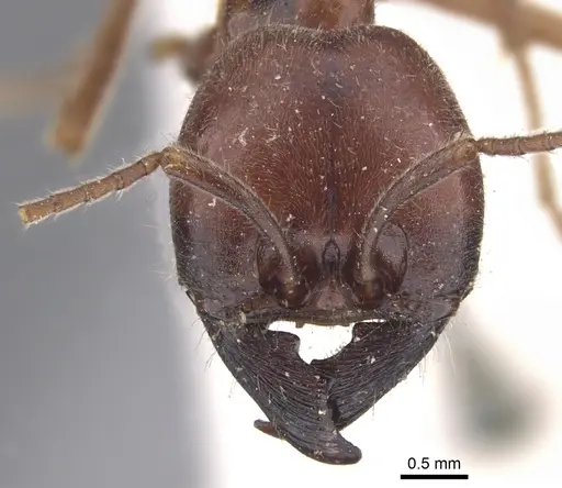 Labidus praedator - CASENT0902656