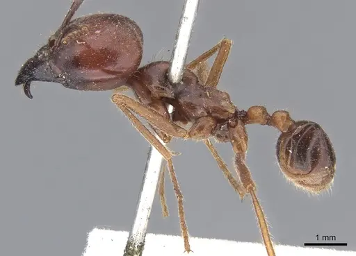 Labidus praedator - CASENT0902656