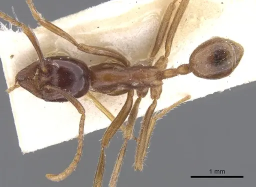 Labidus praedator - CASENT0902657