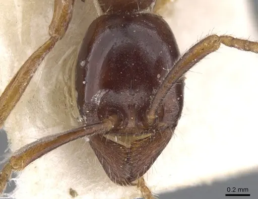 Labidus praedator - CASENT0902657