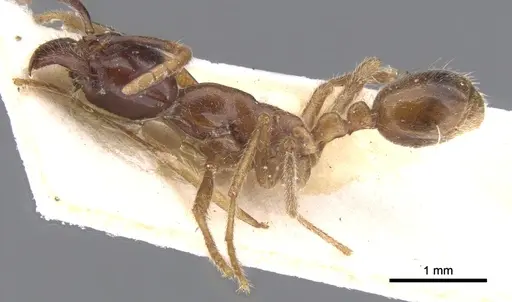 Labidus praedator - CASENT0902657