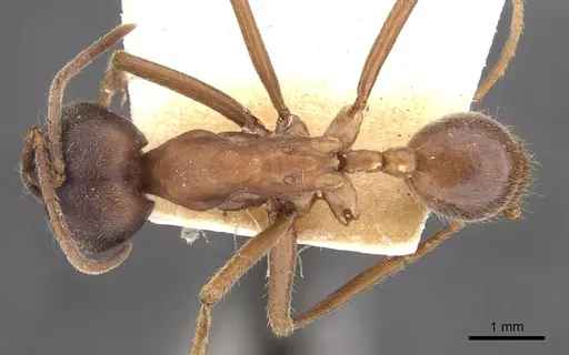 Labidus praedator - CASENT0902658