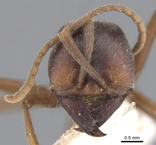 Labidus praedator - CASENT0902658