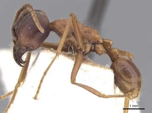 Labidus praedator - CASENT0902658