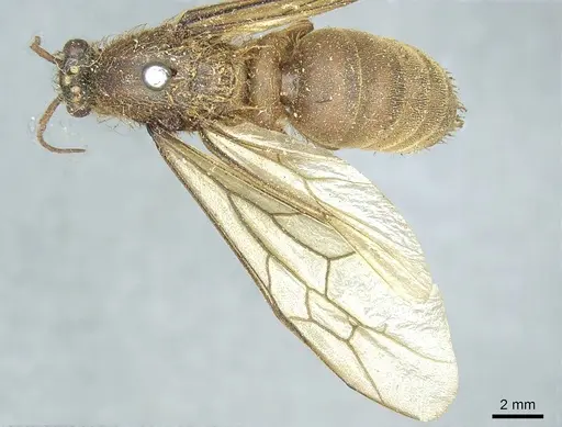 Labidus praedator - CASENT0915856