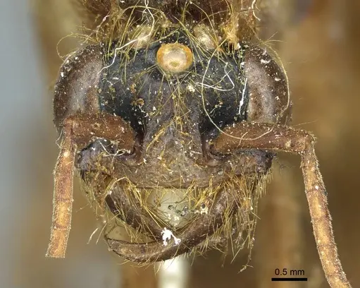 Labidus praedator - CASENT0915856