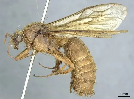 Labidus praedator - CASENT0915856