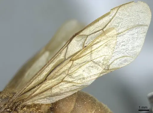 Labidus praedator - CASENT0915856