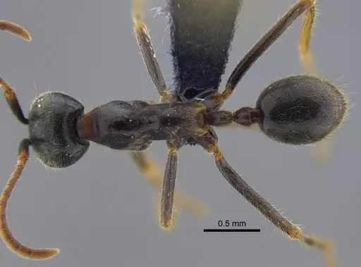 Labidus praedator - CBUMAGENT41856