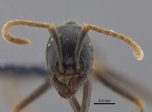 Labidus praedator - CBUMAGENT41856