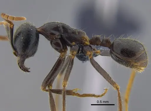 Labidus praedator - CBUMAGENT41856