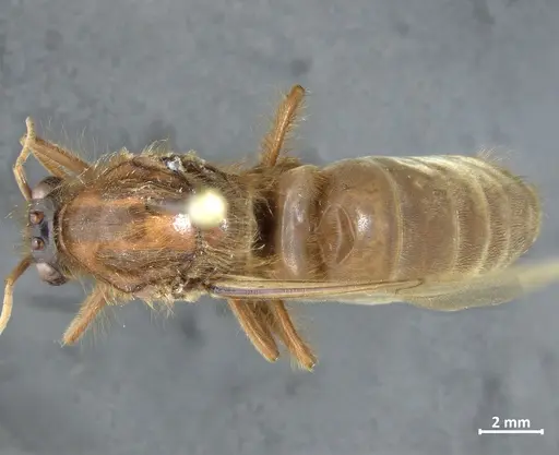 Labidus praedator - DZUP549837