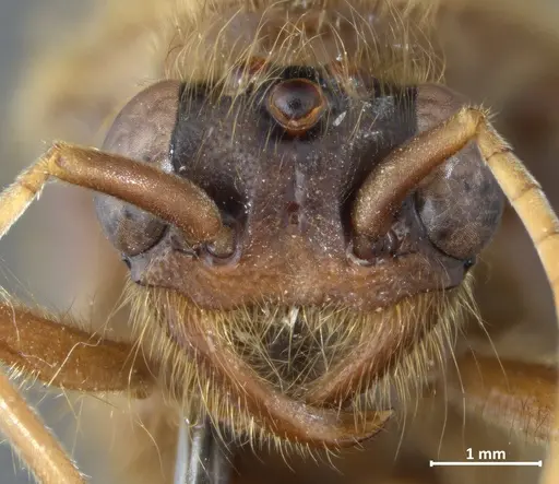 Labidus praedator - DZUP549837