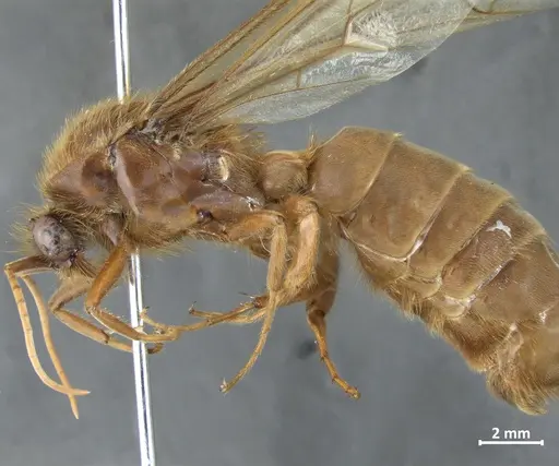 Labidus praedator - DZUP549837