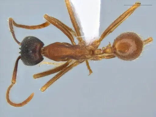 Labidus praedator - ECOFOG-LA15-0178-01