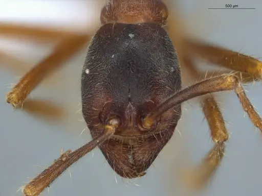 Labidus praedator - ECOFOG-LA15-0178-01