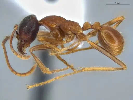 Labidus praedator - ECOFOG-LA15-0178-01