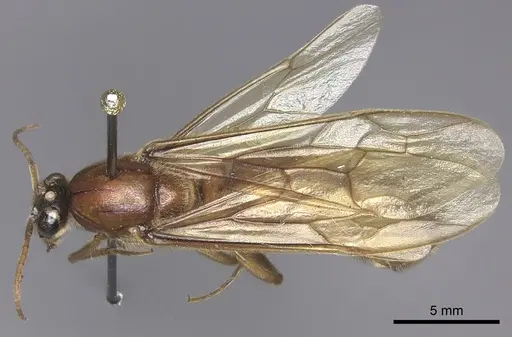 Labidus praedator - INBIOCRI001283625