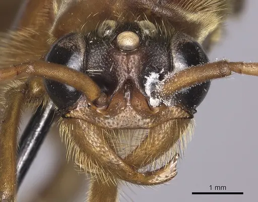 Labidus praedator - INBIOCRI001283625