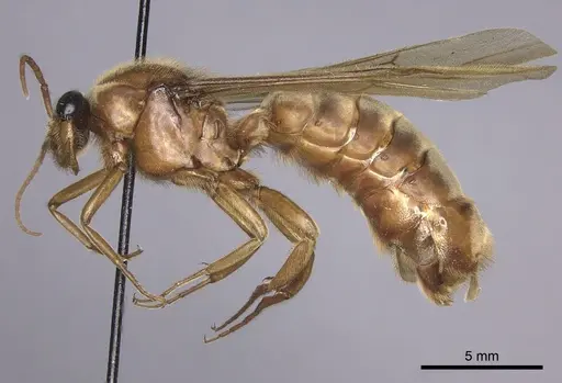 Labidus praedator - INBIOCRI001283625