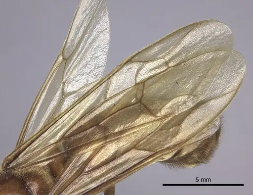 Labidus praedator - INBIOCRI001283625