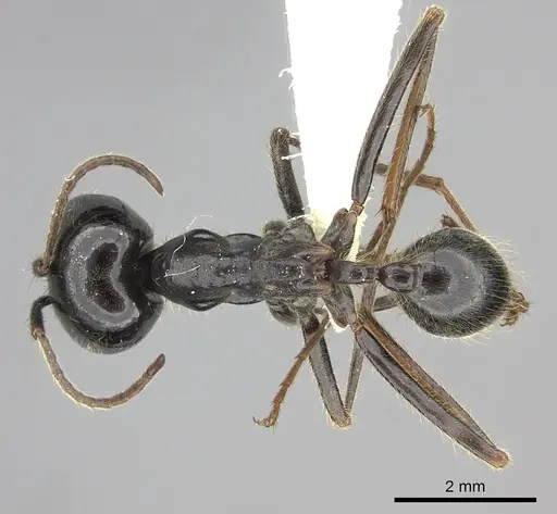 Labidus praedator - JTLC000006510