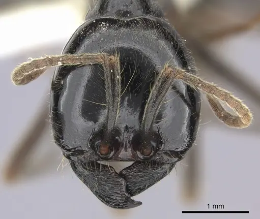 Labidus praedator - JTLC000006510