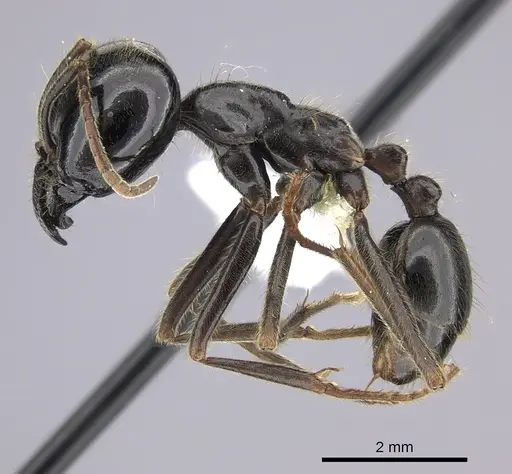 Labidus praedator - JTLC000006510