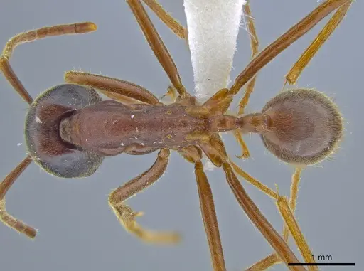 Labidus praedator - JTLC000007540