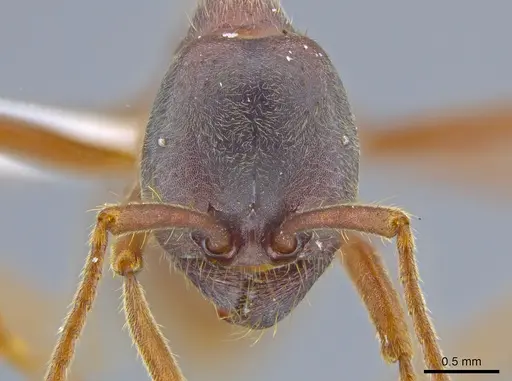 Labidus praedator - JTLC000007540