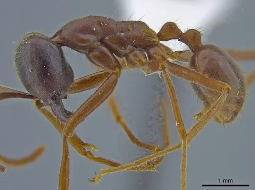 Labidus praedator - JTLC000007540