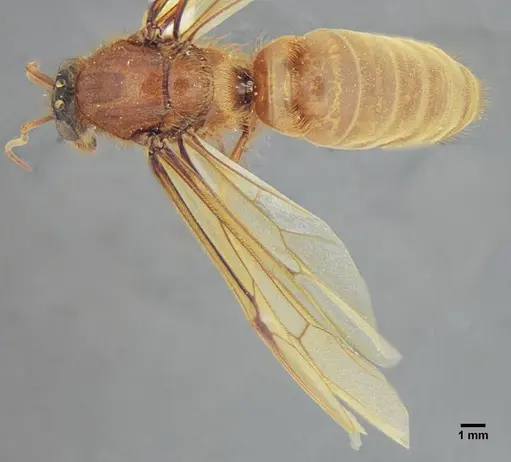 Labidus praedator - UFV-LABECOL-004417