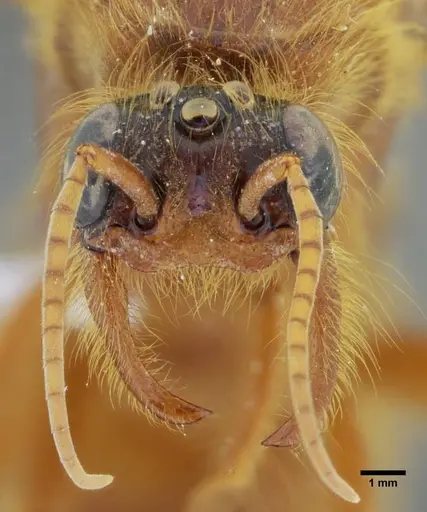 Labidus praedator - UFV-LABECOL-004417