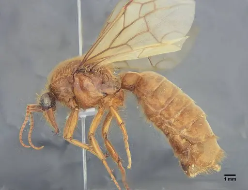 Labidus praedator - UFV-LABECOL-004417