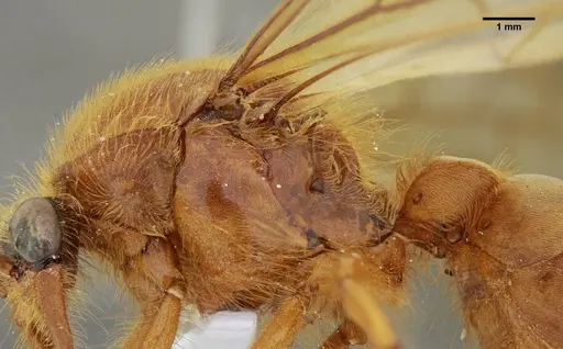 Labidus praedator - UFV-LABECOL-004417