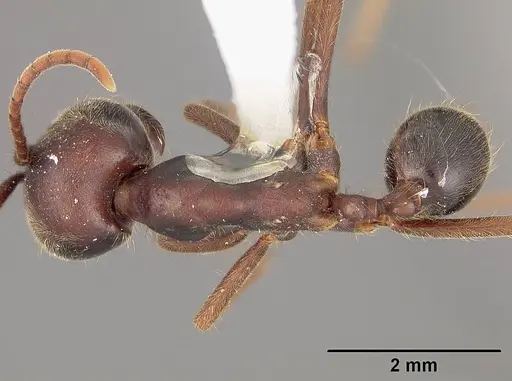 Labidus praedator - USNMENT00534841