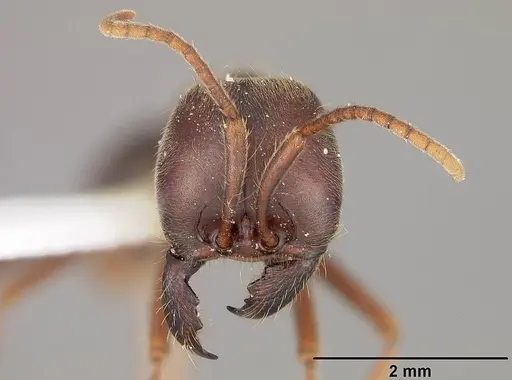 Labidus praedator - USNMENT00534841